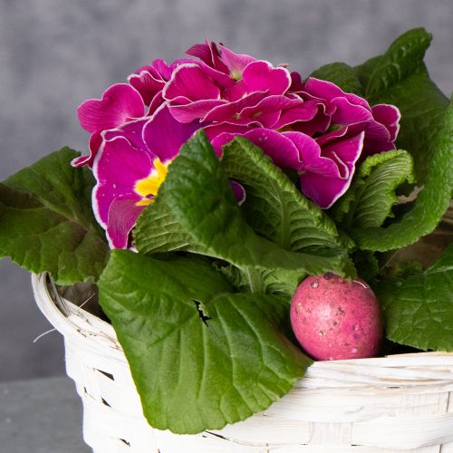 Artículo Cesta de mimbre decorativa para un diseño interior versátil, 20 cm, 8 piezas