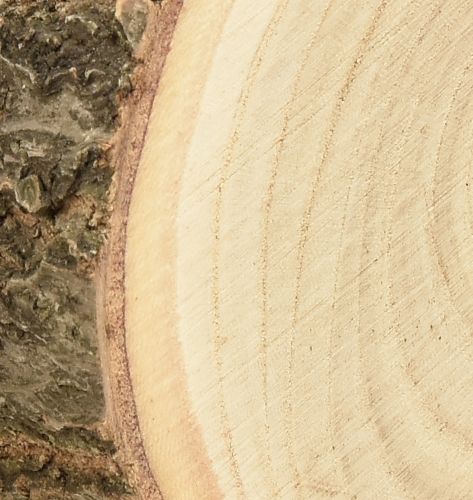 Artículo Disco de árbol Paulownia campanilla natural Ø12-14cm 6 piezas