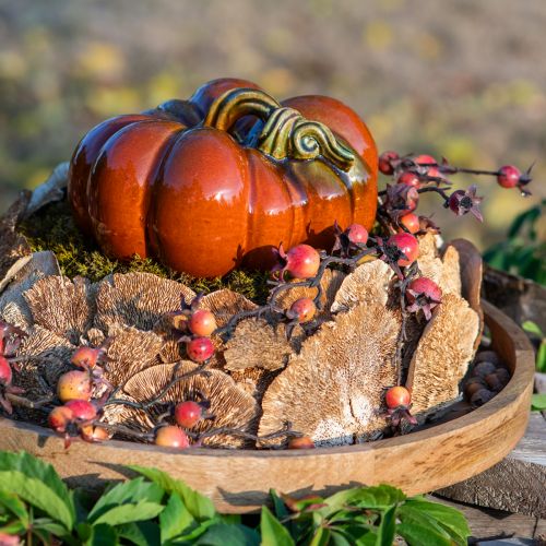 Floristik24 Esponja de árbol natural setas decorativas secas 6cm 1kg