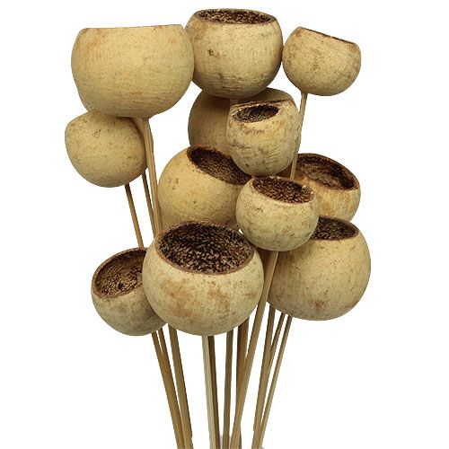 Artículo Bell Cup Mix en barra Natural Exotics 15uds
