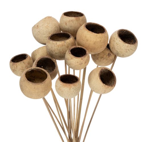 Floristik24 Surtido de copas de té con tallo, variedades exóticas naturales, 15 piezas