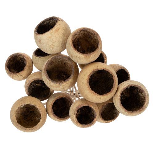 Artículo Surtido de copas de té con tallo, variedades exóticas naturales, 15 piezas