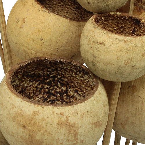 Artículo Bell Cup Mix en barra Natural Exotics 15uds