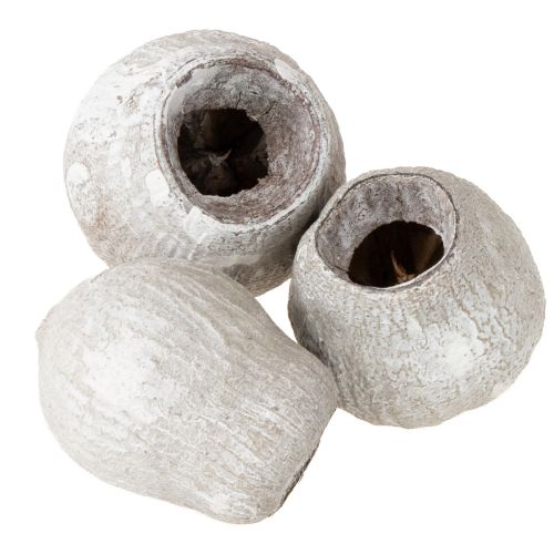 Floristik24 Eucaliptos encalados 2cm - 5cm 500g