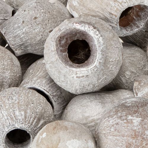 Artículo Eucaliptos encalados 2cm - 5cm 500g