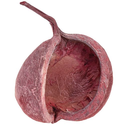 Artículo Nuez de Buda Rojo Blanco Seco Natural Decoración Ø5,5–9,5cm 5 uds