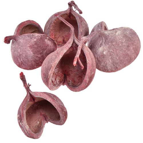 Artículo Nuez de Buda Rojo Blanco Seco Natural Decoración Ø5,5–9,5cm 5 uds