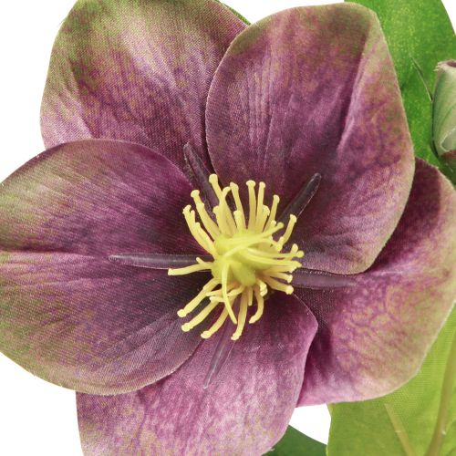 Artículo Rosas de Navidad Rosa de nieve artificial Flor morada L35cm 6 piezas