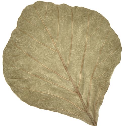 Artículo Hojas de cobra secas verdes naturales 15cm–17cm 50 piezas
