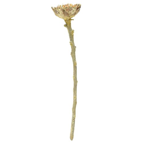 Artículo Roseta Compacta Proteen Verde Esmerilado Ø4-5.5cm 20uds