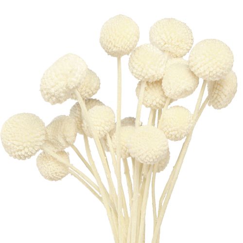 Craspedia muslos secos crema 45-55cm 20uds