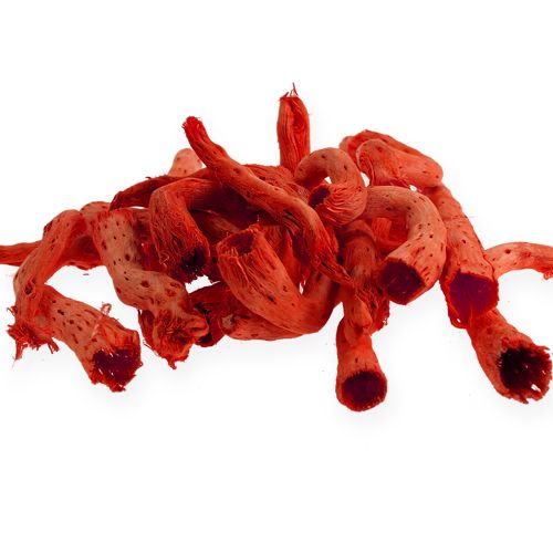 Floristik24 Raíz cupy en naranja 350g