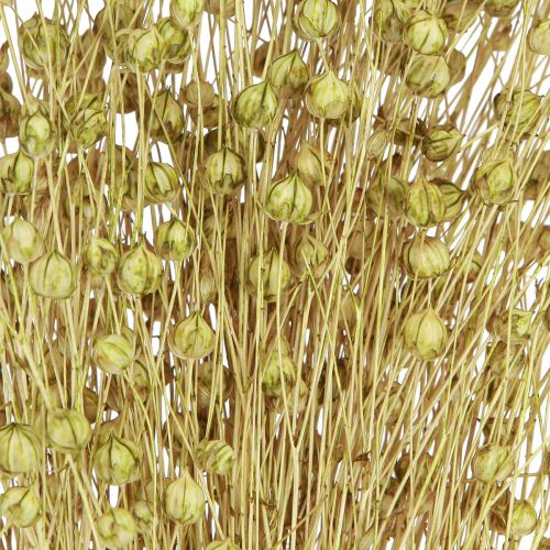 Artículo Deco Lino Flores Secas Secas Verde Oliva 50g