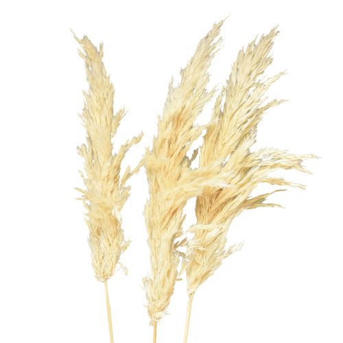 Artículo Hierba de la pampa decorativa crema hierba seca blanqueada 95cm 3 piezas