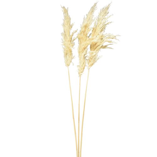 Artículo Hierba de la pampa decorativa crema hierba seca blanqueada 95cm 3 piezas