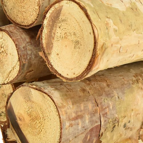 Floristik24 Ramas decorativas de abedul, ramas de abedul naturales, 30 cm, 6 unidades