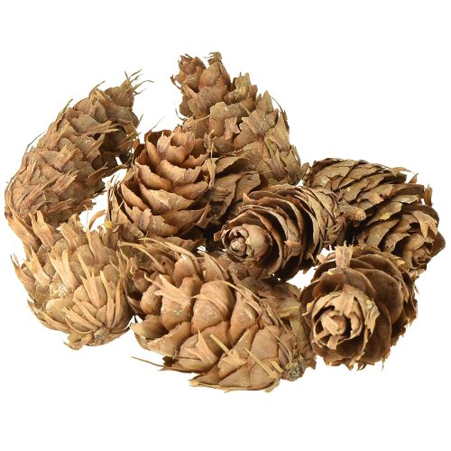 Floristik24 Conos Douglas 1,3 kg