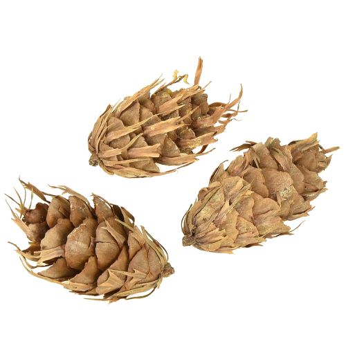 Artículo Conos Douglas 1,3 kg