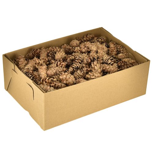 Artículo Conos Douglas 1,3 kg