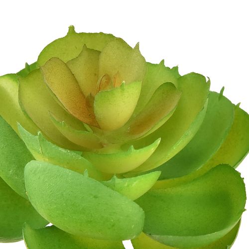 Artículo Suculentas artificiales Echeveria verde Ø7cm 6 uds