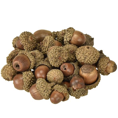 Floristik24 Bellotas para decoración, decoración de otoño, frutos naturales de otoño Ø1,5 – 2,5cm L1,5 – 3cm 300g