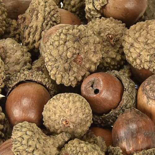 Artículo Bellotas para decoración, decoración de otoño, frutos naturales de otoño Ø1,5 – 2,5cm L1,5 – 3cm 300g