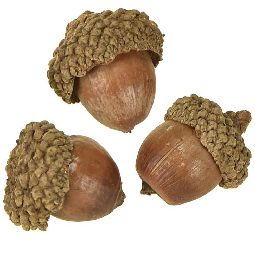Artículo Bellotas para decoración, decoración de otoño, frutos naturales de otoño Ø1,5 – 2,5cm L1,5 – 3cm 300g