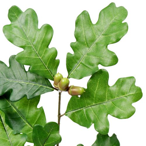 Floristik24 Rama de roble verde 68cm