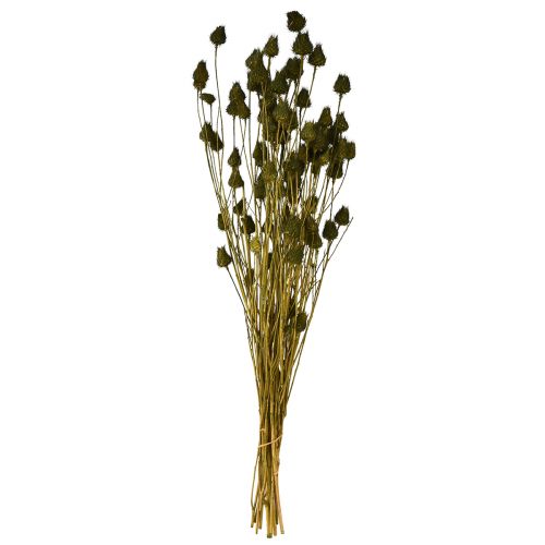 Artículo Cardo fresa decoración seca verde oliva Ø1–2cm L55cm 100g