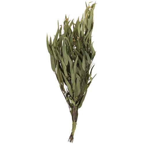 Artículo Ramas de Eucalipto Preservadas Hojas Verdes Ovaladas 150g