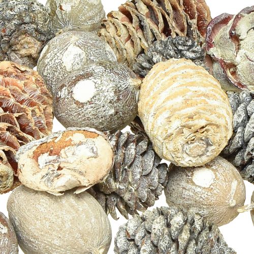 Artículo Conos exóticos Leucodendron blanqueados 3-4cm 450g
