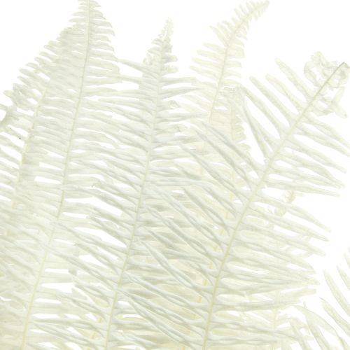 Artículo Helecho Hojas de helecho decorativas preservadas blanqueadas L45cm 10 piezas