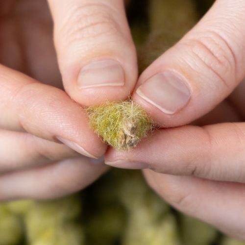 Artículo Cordón de fieltro Mirabell esponjoso, lana, verde, cinta decorativa de 25 m para floristería, decoración, manualidades, bricolaje