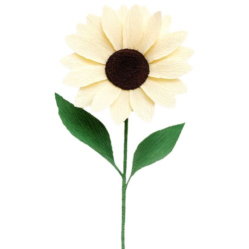 Artículo Papel crepé para floristería, crepé para floristería, champán, 50×250 cm, 5 unidades