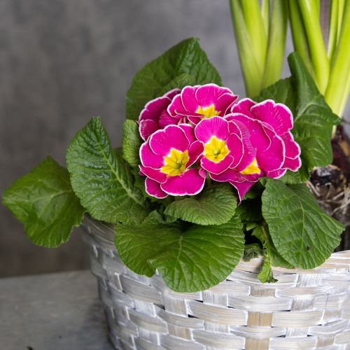 Artículo Cesta tejida como elegante decoración floral para el salón. Cesta de Pascua, 23 cm, 6 unidades.
