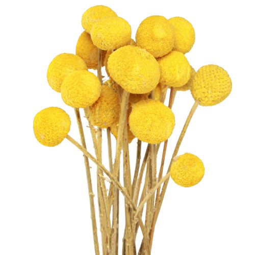 Floristik24 Muslos secos Craspedia amarillos 45-55cm 20uds
