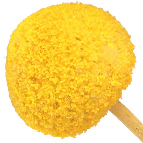 Floristik24 Muslos secos Craspedia amarillos 45-55cm 20uds