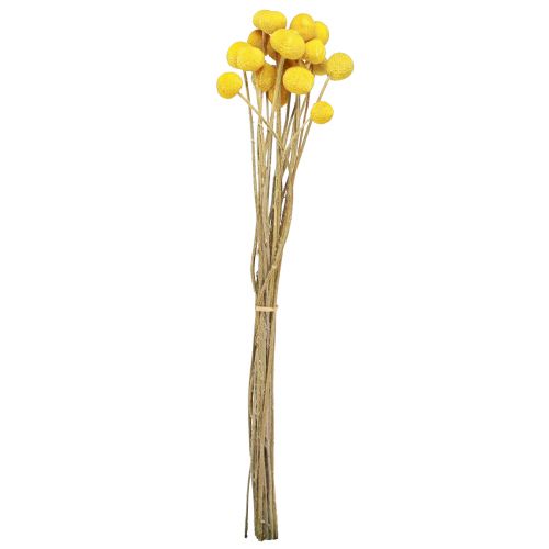 Floristik24 Muslos secos Craspedia amarillos 45-55cm 20uds