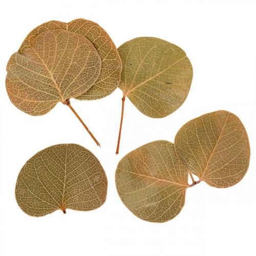 Artículo Decoración de hojas secas Moneta floristería seca naturaleza 200g