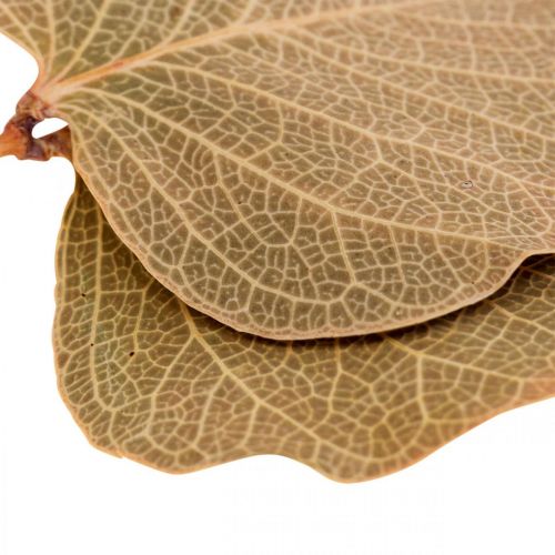 Artículo Decoración de hojas secas Moneta floristería seca naturaleza 200g