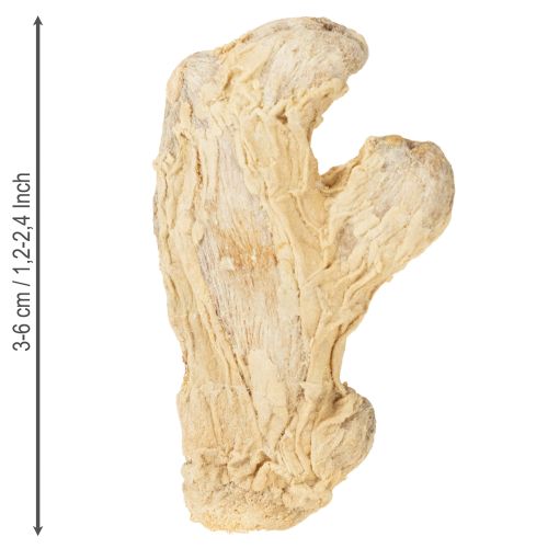 Artículo Jengibre Seco Decoración Natural Decoración 500g