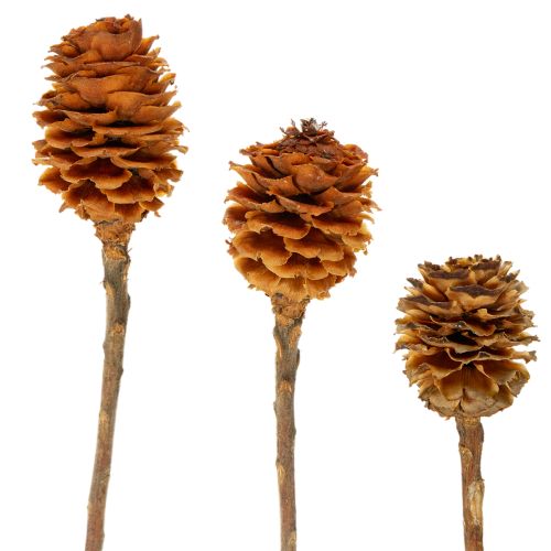 Floristik24 Flores secas de Glabrum Leucospermum de 25-40 cm, 25 unidades.