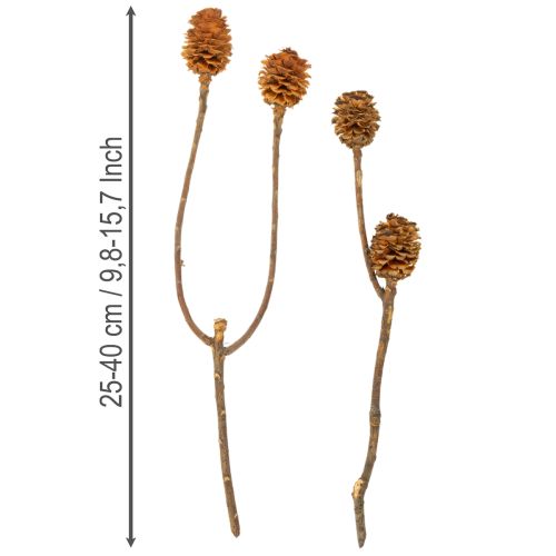 Artículo Flores secas de Glabrum Leucospermum de 25-40 cm, 25 unidades.