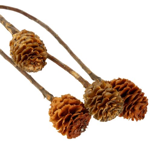 Artículo Flores secas de Glabrum Leucospermum de 25-40 cm, 25 unidades.