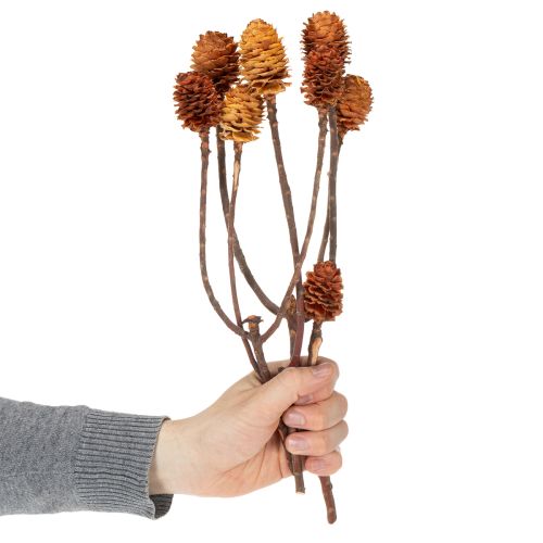 Artículo Flores secas de Glabrum Leucospermum de 25-40 cm, 25 unidades.