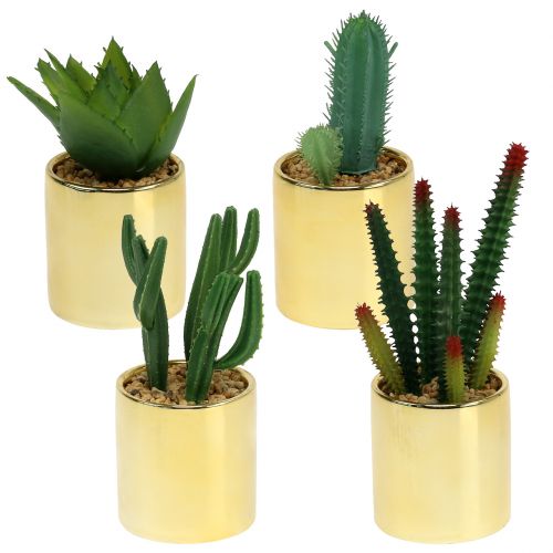 Floristik24 Cactus verde en maceta dorada 12cm - 17cm 4pcs