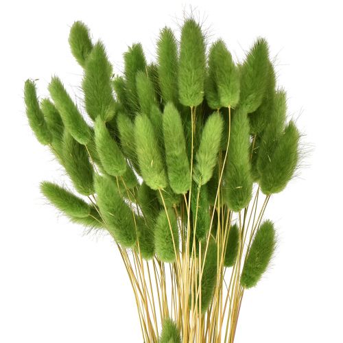 Floristik24 Hierba cola de conejo hierba ornamental Lagurus verde oliva L65cm 50g