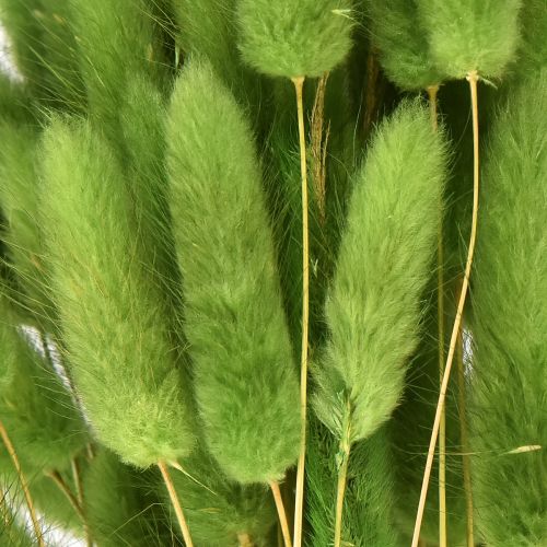 Floristik24 Hierba cola de conejo hierba ornamental Lagurus verde oliva L65cm 50g