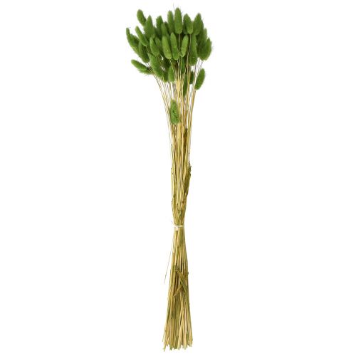 Floristik24 Hierba cola de conejo hierba ornamental Lagurus verde oliva L65cm 50g