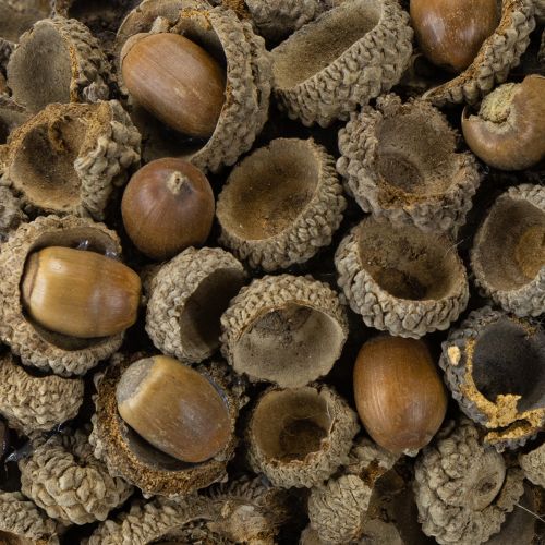 Artículo Corona decorativa otoñal de bellotas natural Ø30cm